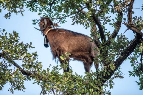 goat on a tree